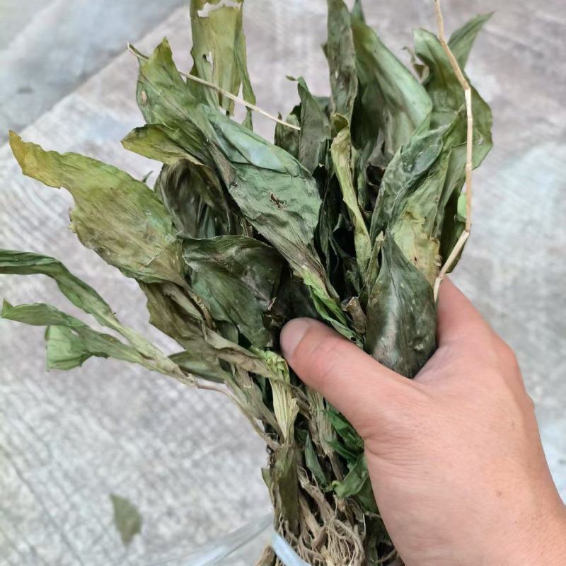 见血清