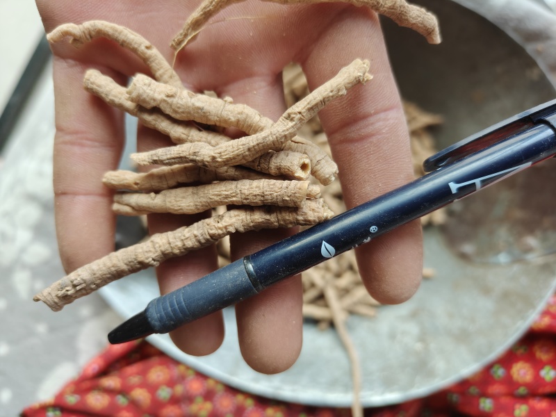 远志精选筒无硫地道药材关书药业1000g起批