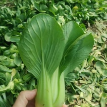 油菜【上海青】也叫唐菜，沈阳蔬菜批发，产地直出，诚信经营