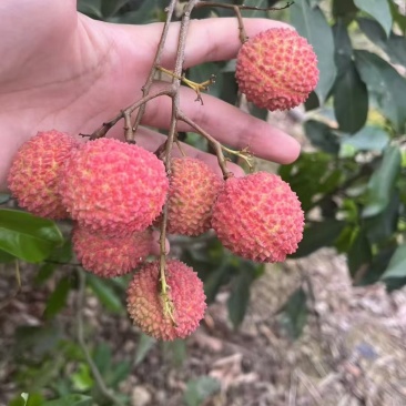 桂味荔枝
