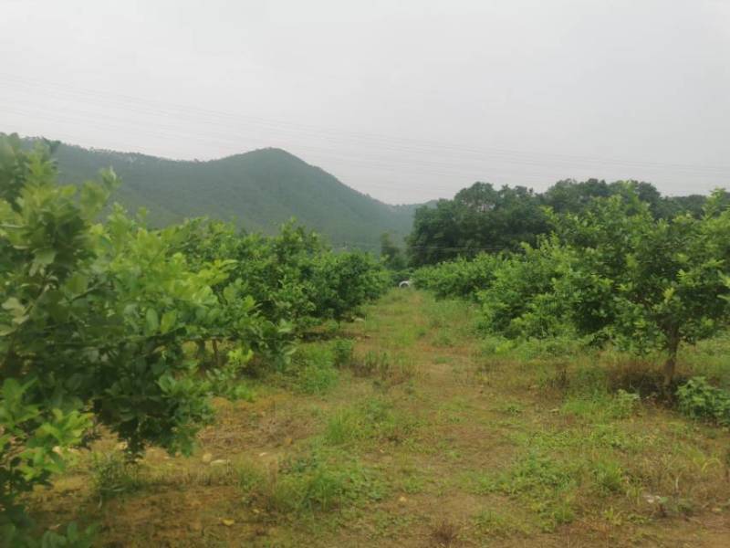 正宗广东香水柠檬欢迎联系收购，香气浓郁，无核，色泽靓。