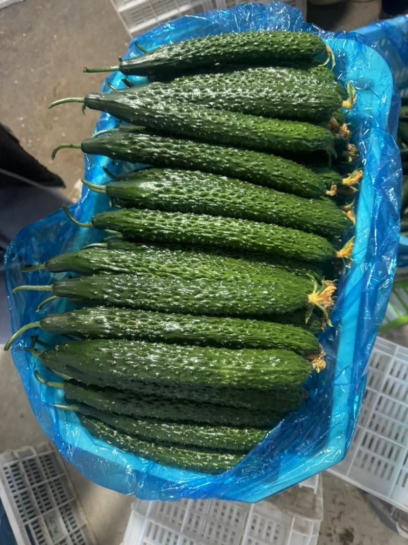 贵州黄瓜蜜刺黄瓜青瓜，一手货源，支持货到付款