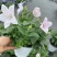 桔梗花苗盆栽带花苞花卉绿植物室内好养活四季耐寒耐冻洋