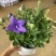 桔梗花苗盆栽带花苞花卉绿植物室内好养活四季耐寒耐冻洋