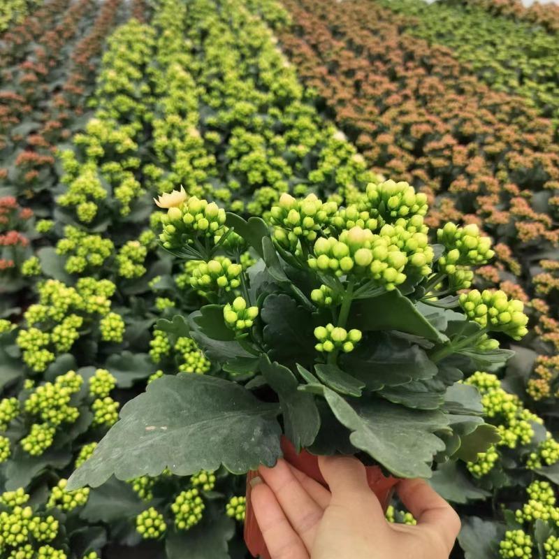奶油睡莲重瓣长寿花盆栽花卉室内桌面阳台盆栽多头植物多色