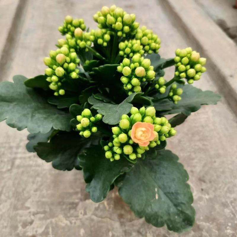 奶油睡莲重瓣长寿花盆栽花卉室内桌面阳台盆栽多头植物多色