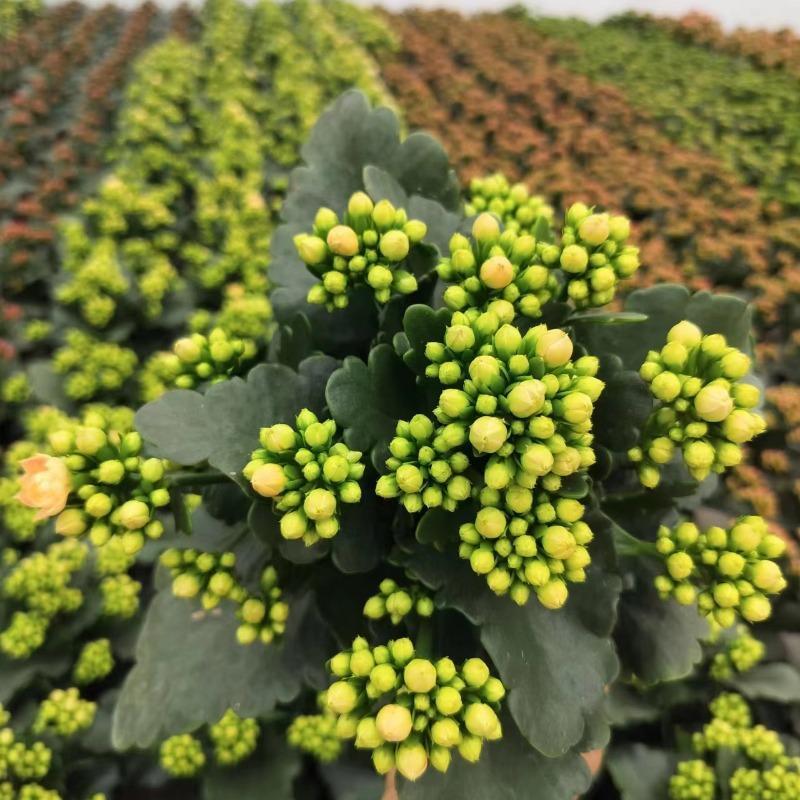 奶油睡莲重瓣长寿花盆栽花卉室内桌面阳台盆栽多头植物多色