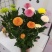 重瓣阳台菊盆栽菊花球菊千头菊花卉室内乒乓庭院绿植四季开花植物