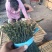 精品干豆角