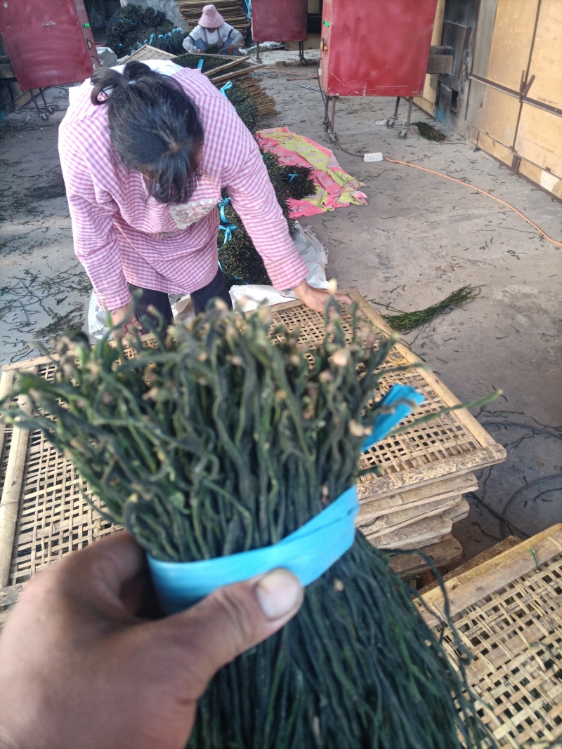 精品干豆角