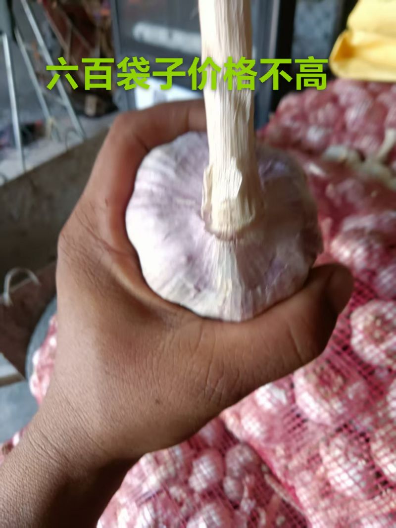 万亩基地紫皮大蒜大量有货，欢迎老板来采购。