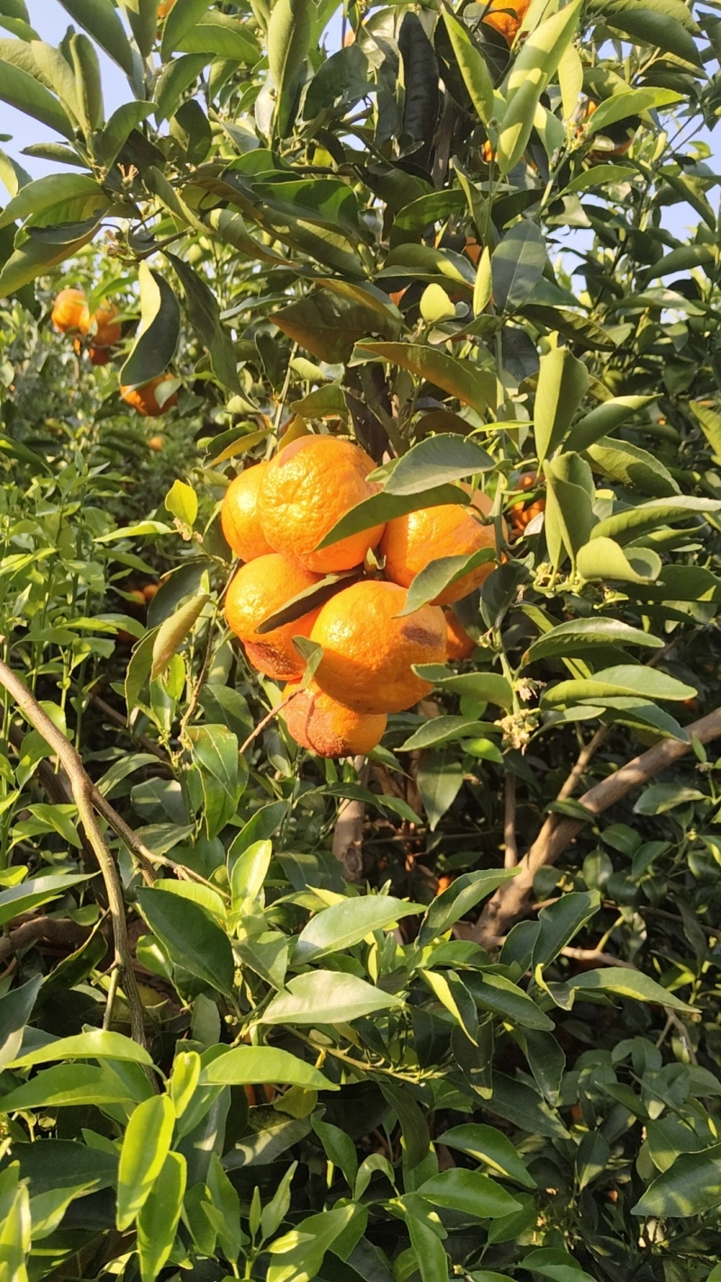 广西沃柑