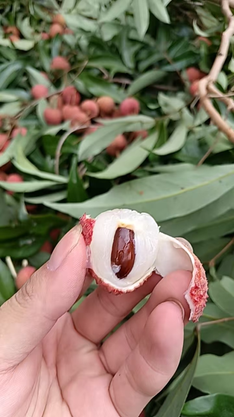 黑叶荔枝大量有需要微