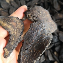 肉苁蓉软片自然生长选货大片量大优惠