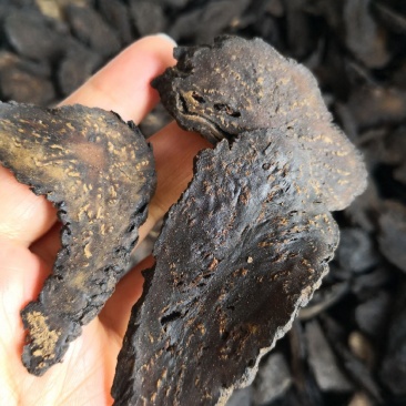 肉苁蓉软片自然生长选货大片量大优惠