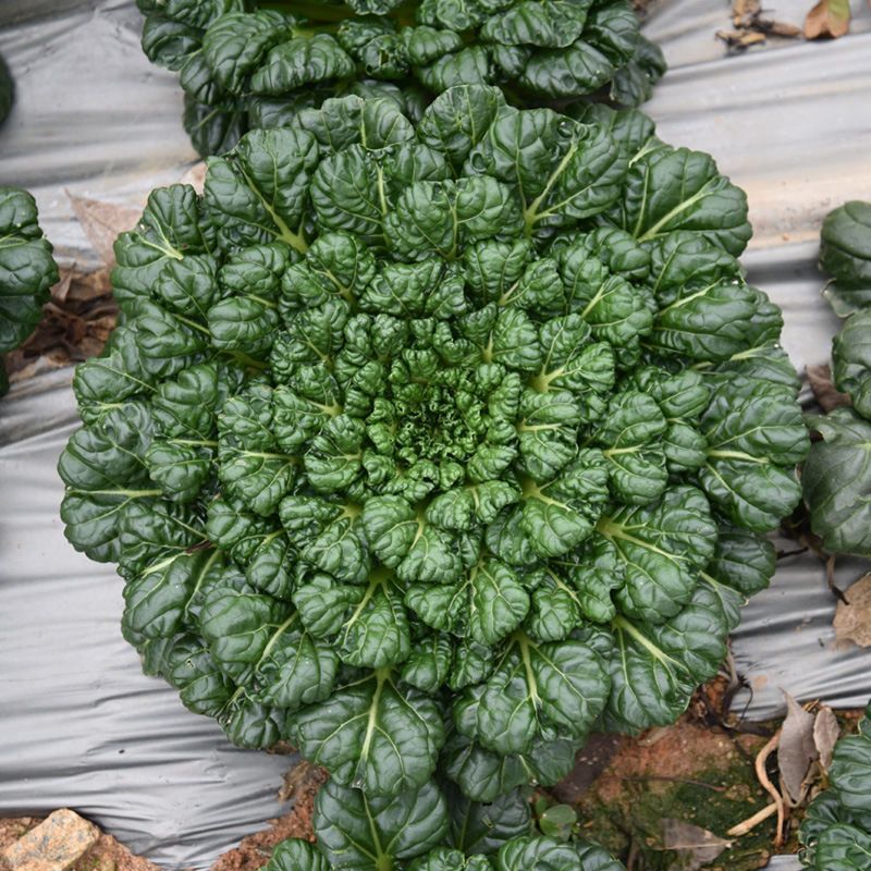 大叶黑塌菜种子叶片大肥厚墨绿乌塌菜种子耐寒耐抽苔黑乌塌菜