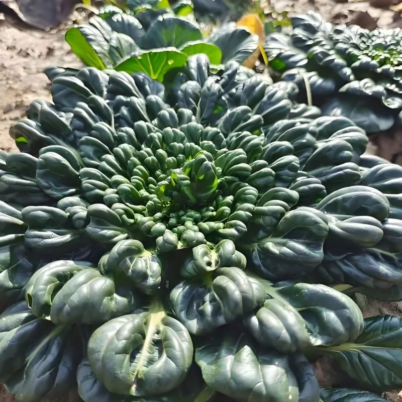 大叶黑塌菜种子叶片大肥厚墨绿乌塌菜种子耐寒耐抽苔黑乌塌菜