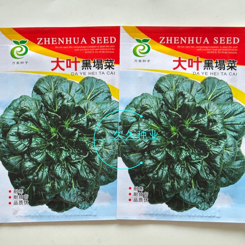 大叶黑塌菜种子叶片大肥厚墨绿乌塌菜种子耐寒耐抽苔黑乌塌菜