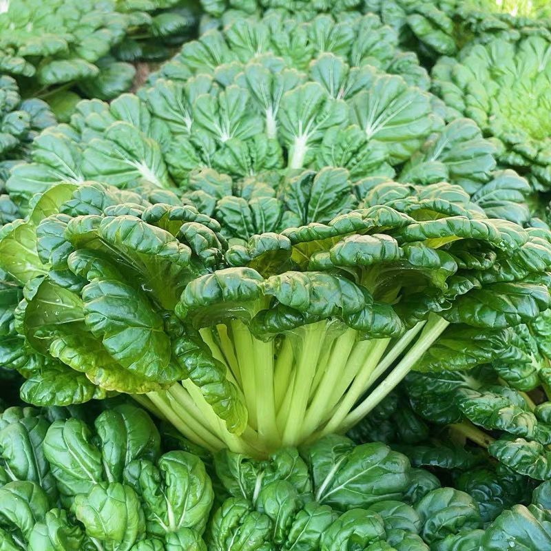 大叶黑塌菜种子叶片大肥厚墨绿乌塌菜种子耐寒耐抽苔黑乌塌菜