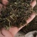 半枝莲统货批发支持代发1000克半枝莲中草药材