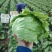 张家口球生菜大量上市