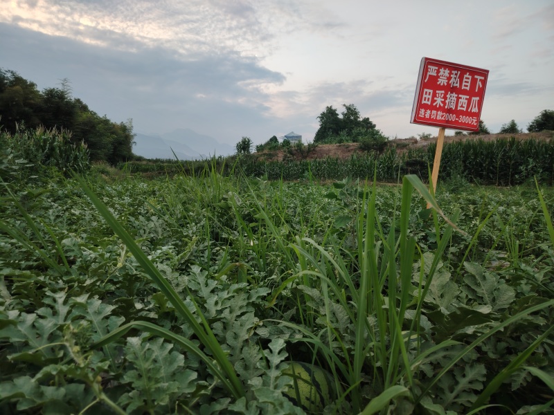 【实力推荐】露天西瓜露天美都绵阳露天瓜绵阳西瓜露天瓜