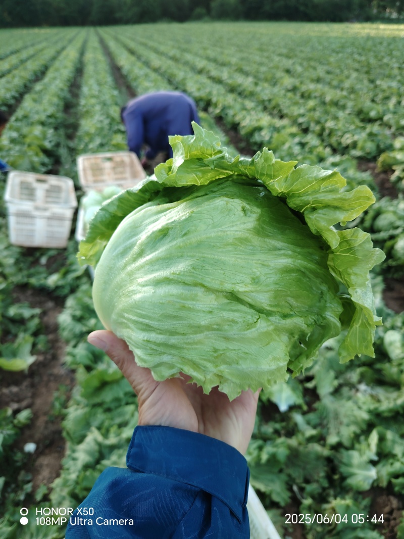 张家口球生菜大量上市