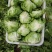 张家口球生菜大量上市