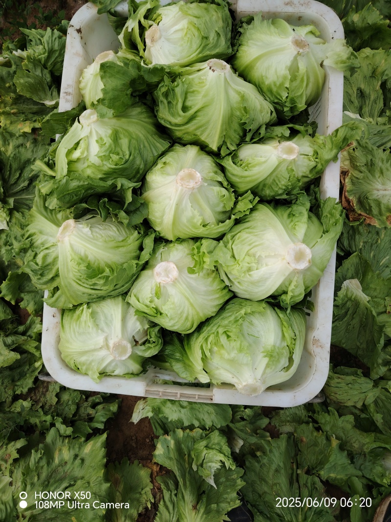 张家口球生菜大量上市