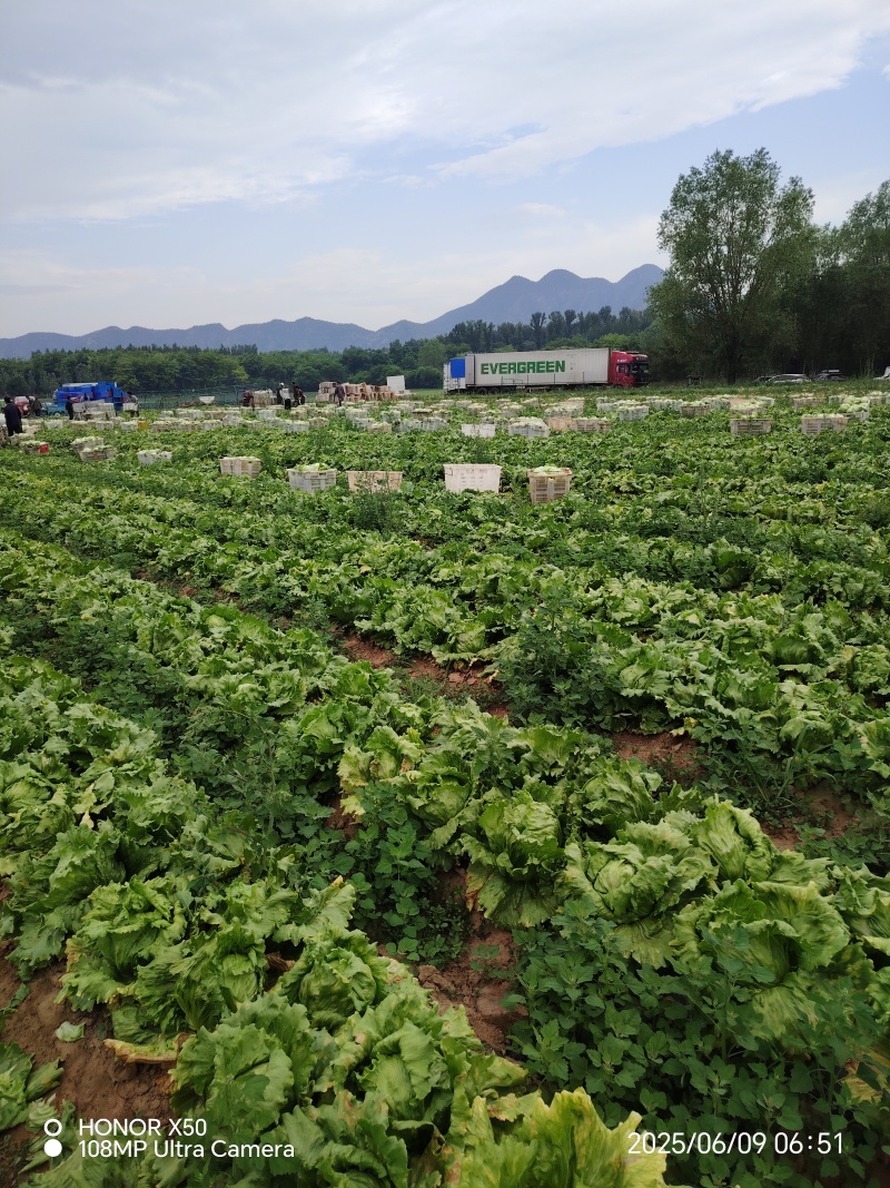 张家口球生菜大量上市