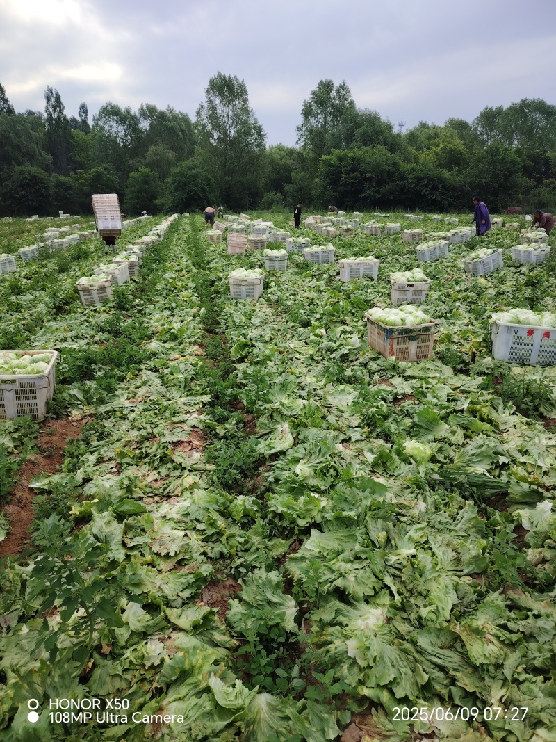 张家口球生菜大量上市