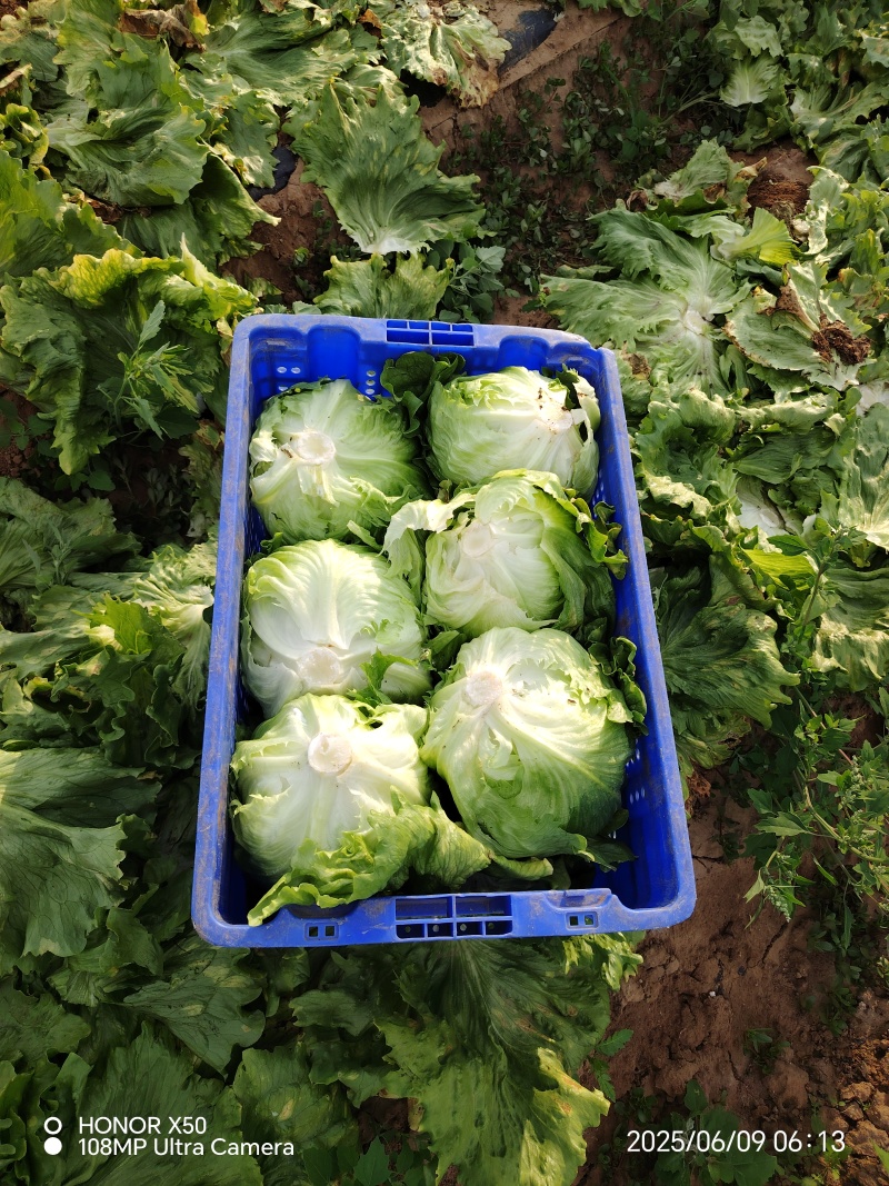 张家口球生菜大量上市