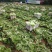 张家口球生菜大量上市