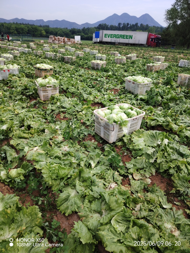 张家口球生菜大量上市