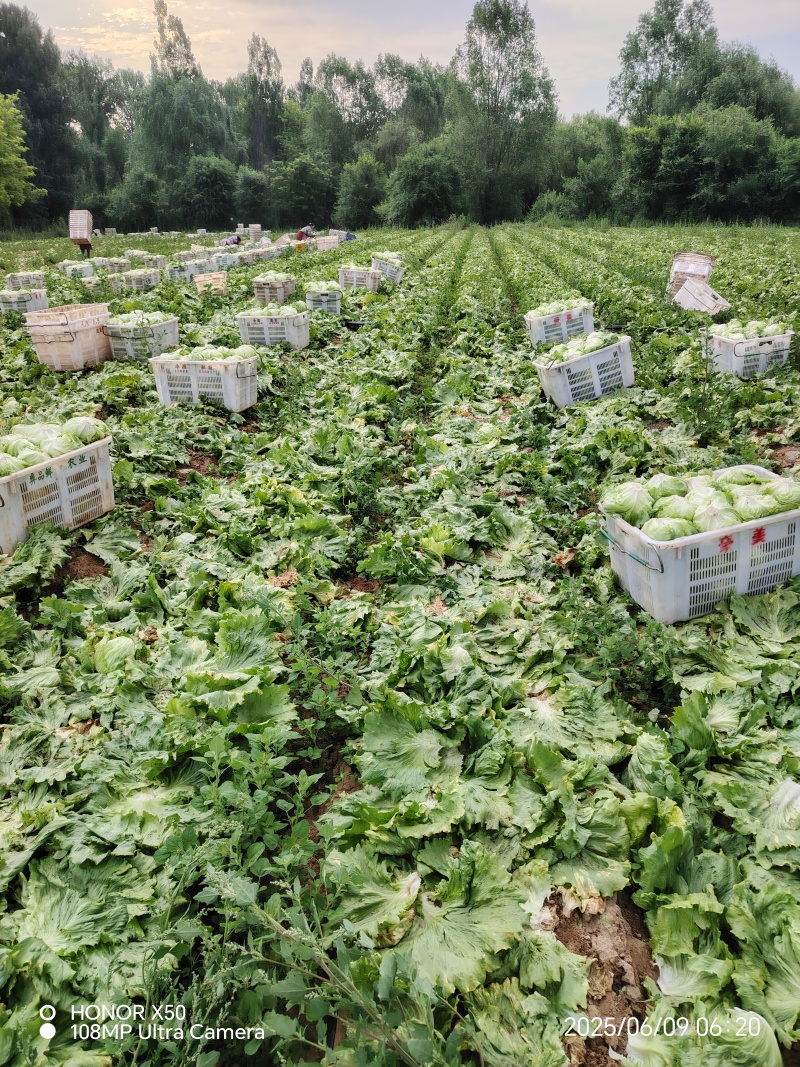 张家口球生菜大量上市
