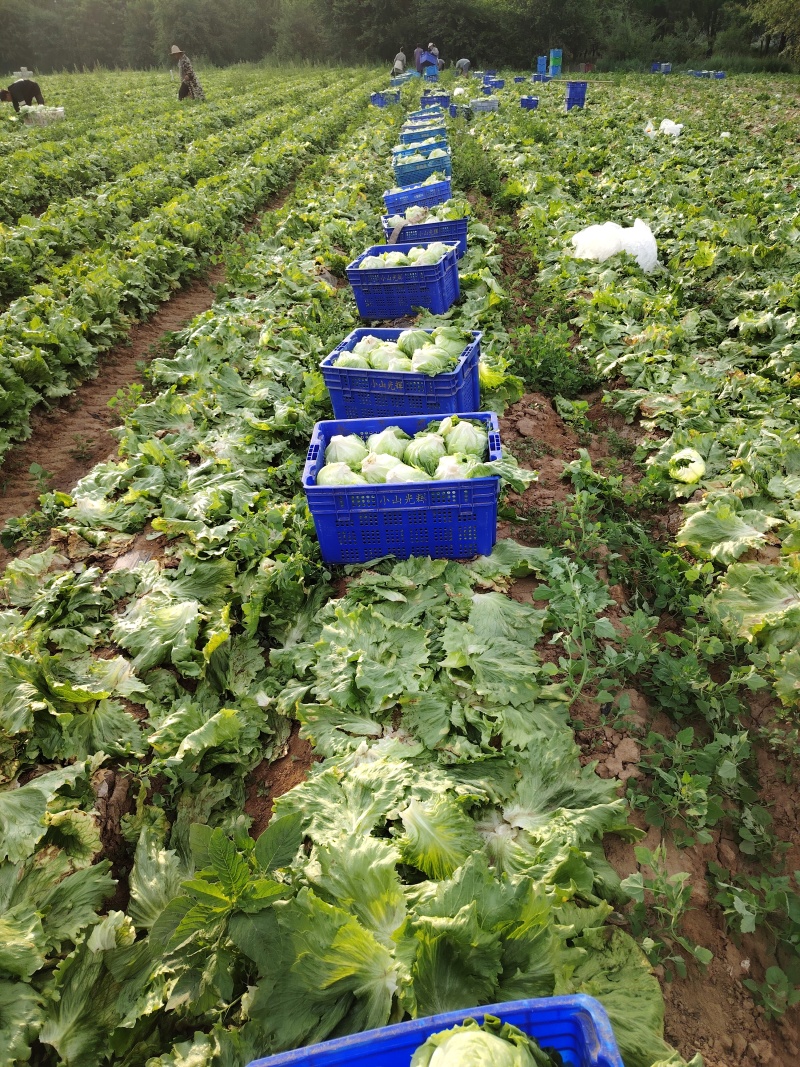 张家口球生菜大量上市