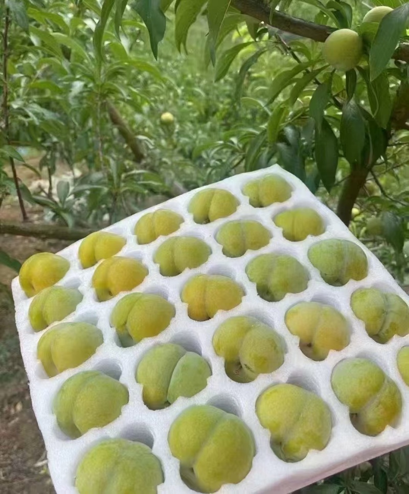 蜂糖李
