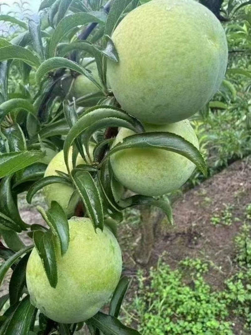 蜂糖李