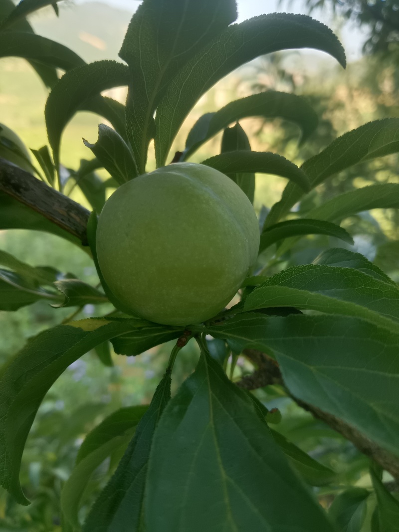 六马蜂糖李