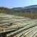 安徽小水竹源头厂家直发量大从优可视频看货欢迎咨询