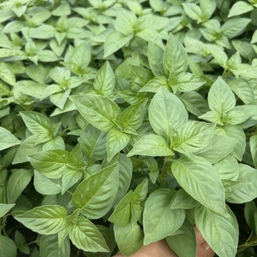 莼香特大叶荆芥种子叶片肥厚香味浓郁调味菜种子荆棘菜荆芥菜