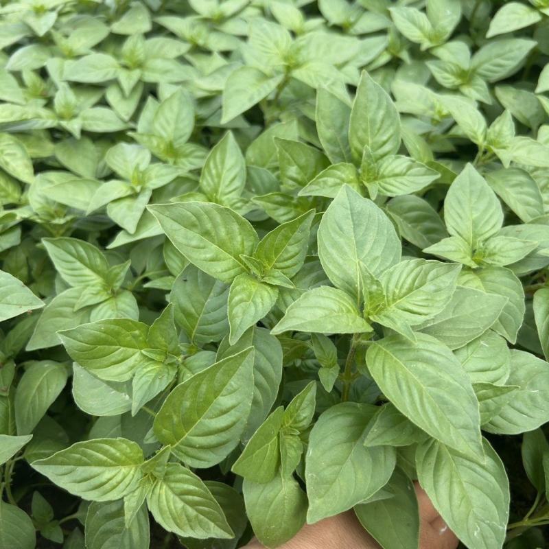 莼香特大叶荆芥种子叶片肥厚香味浓郁调味菜种子荆棘菜荆芥菜
