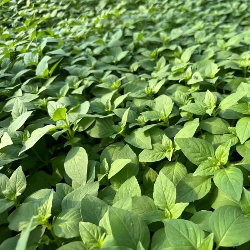 莼香特大叶荆芥种子叶片肥厚香味浓郁调味菜种子荆棘菜荆芥菜