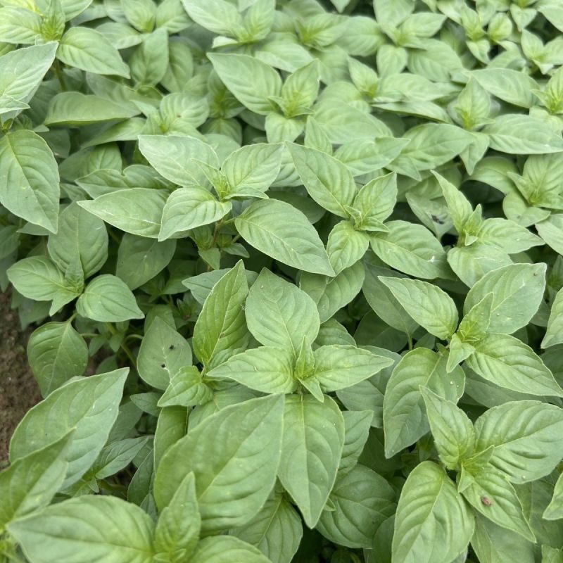 莼香特大叶荆芥种子叶片肥厚香味浓郁调味菜种子荆棘菜荆芥菜