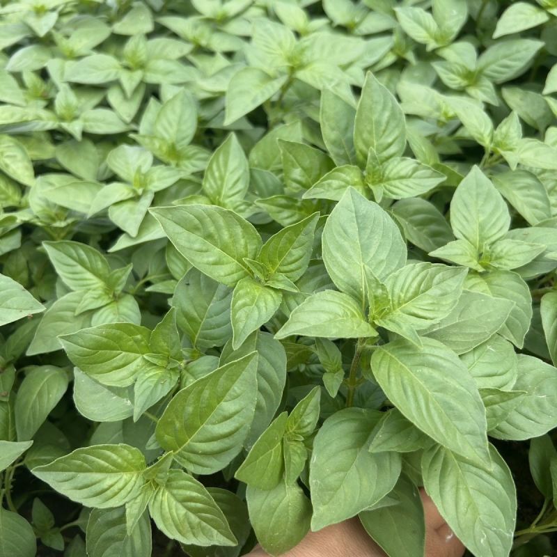 莼香特大叶荆芥种子叶片肥厚香味浓郁调味菜种子荆棘菜荆芥菜