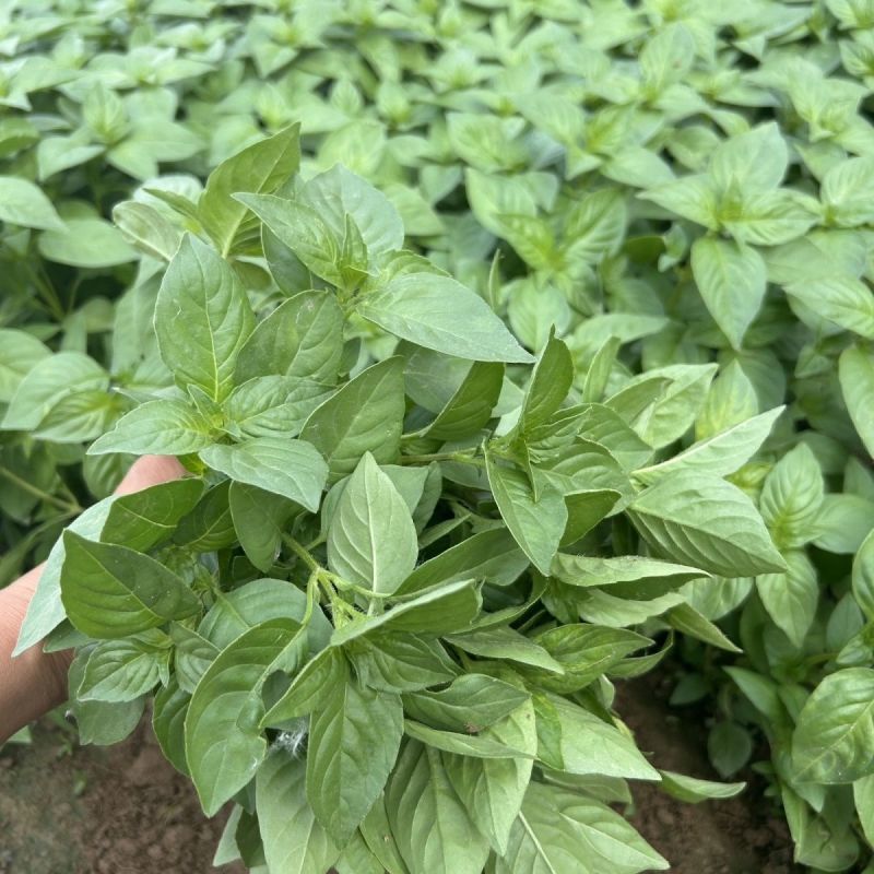 莼香特大叶荆芥种子叶片肥厚香味浓郁调味菜种子荆棘菜荆芥菜