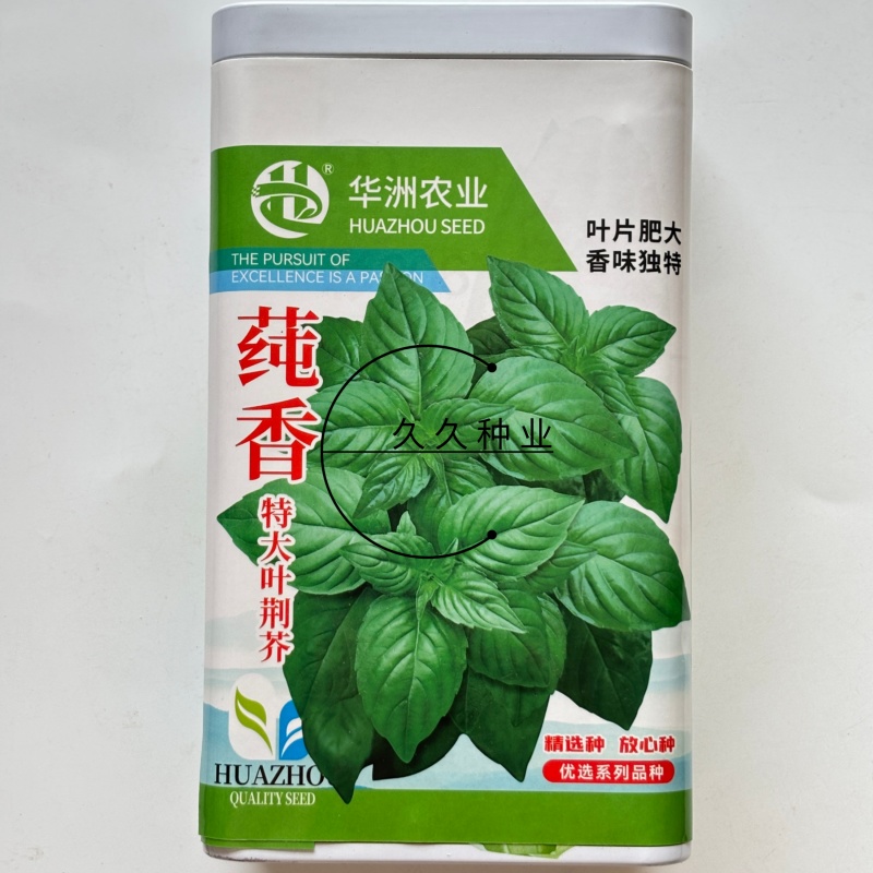 莼香特大叶荆芥种子叶片肥厚香味浓郁调味菜种子荆棘菜荆芥菜