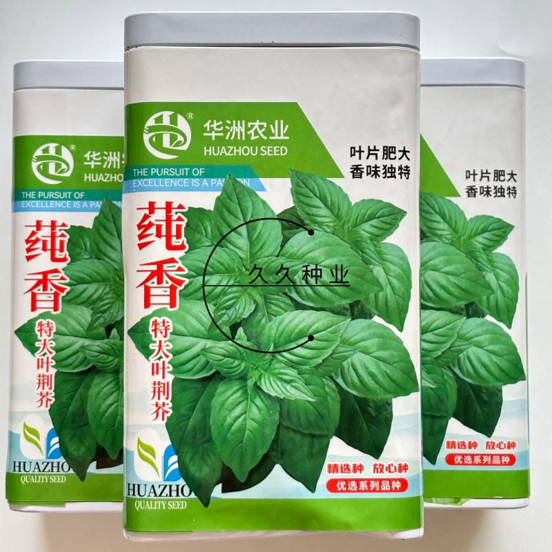 莼香特大叶荆芥种子叶片肥厚香味浓郁调味菜种子荆棘菜荆芥菜