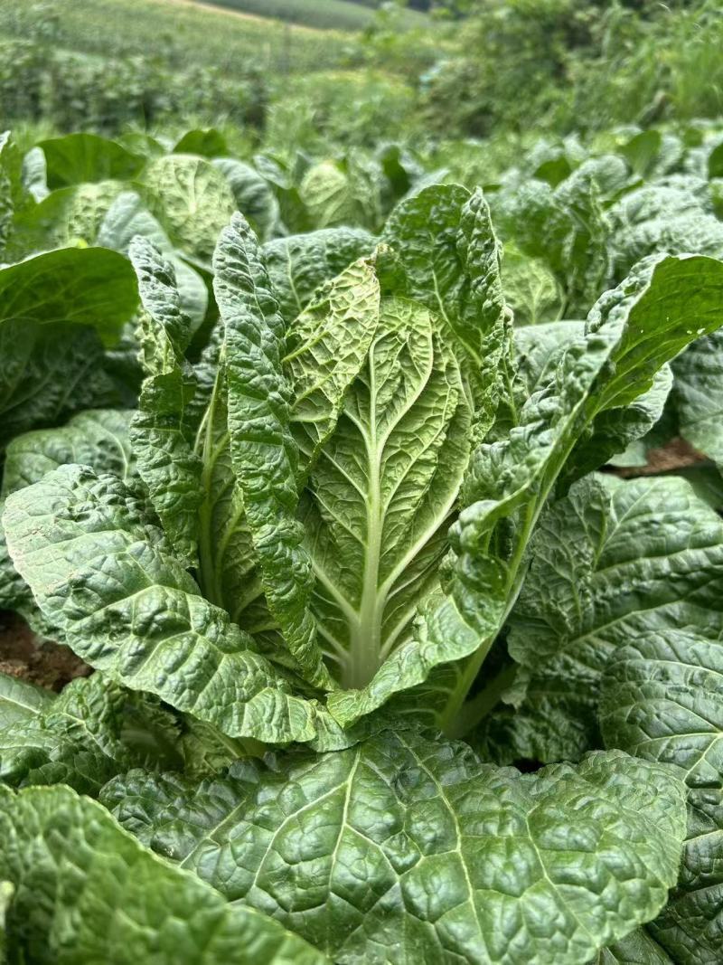 寒将军铁头菜\基地种植大量有货\对接全国采购商