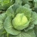 寒将军铁头菜\基地种植大量有货\对接全国采购商